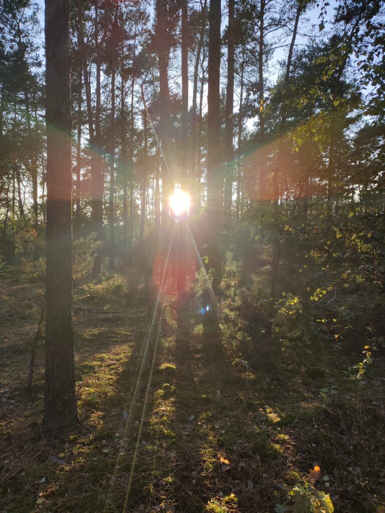 II miejsce Lena Katarzyna Kiełbasa „Słońce w lesie”