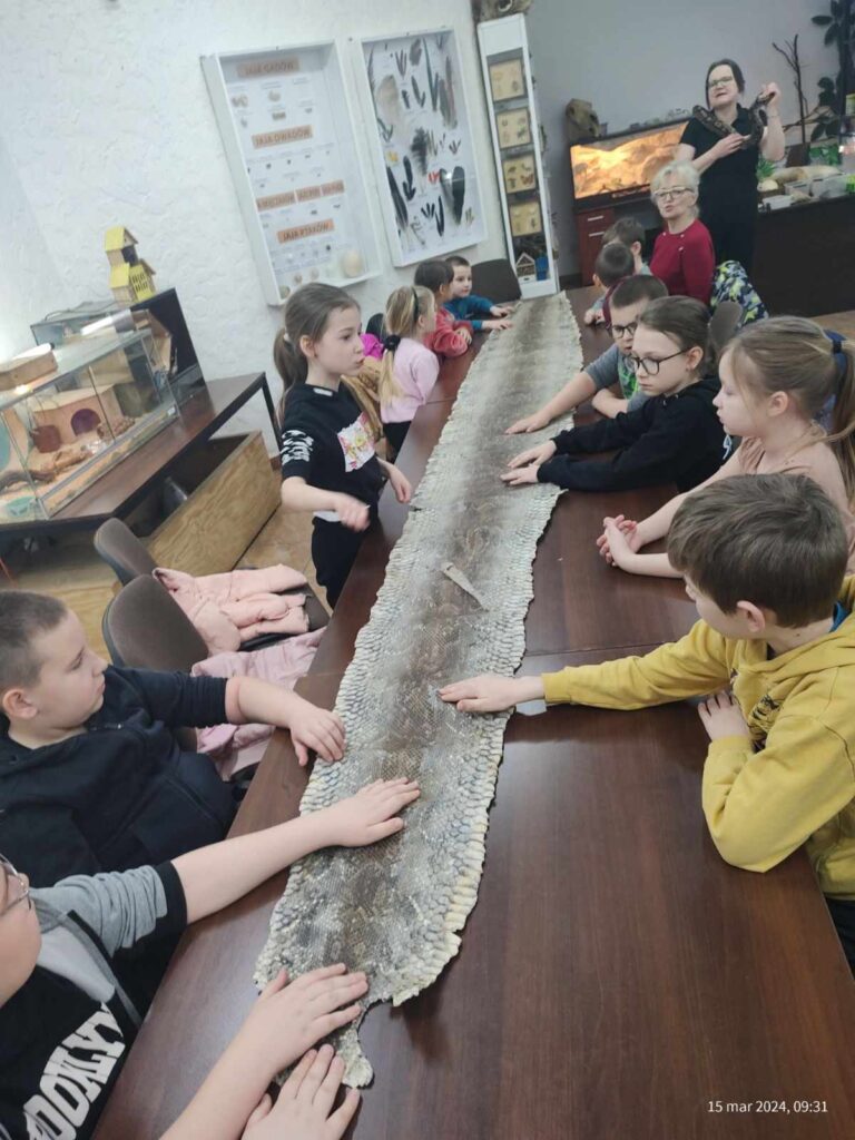 Uczniowie kl. IIb oglądają skórę węża.